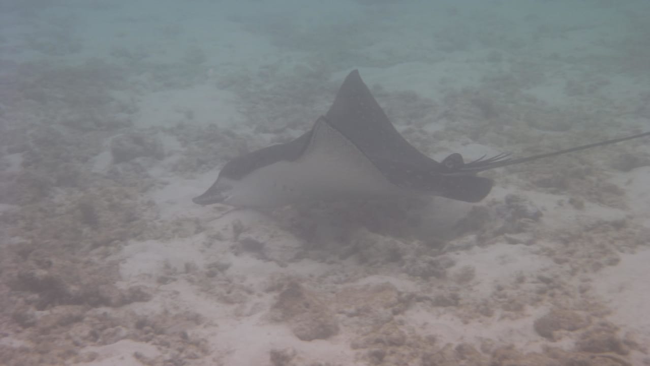 Adlerrochen Kuramathi Maldives