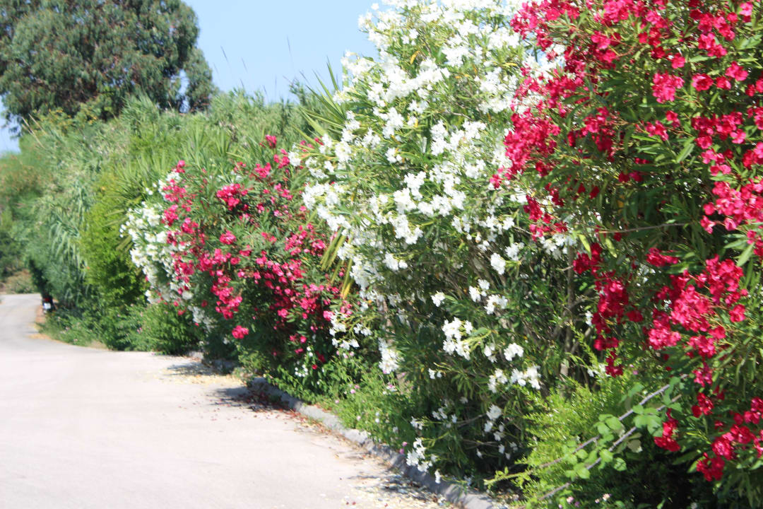 Gartenanlage Ilaria Hotel