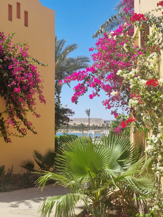 Gartenanlage Steigenberger Coraya Beach - Adults only