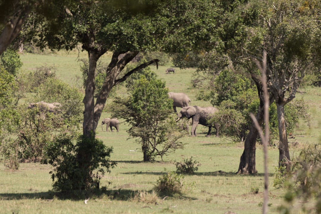 Elefanten auf der anderen Flussseite Royal Mara Safari Lodge