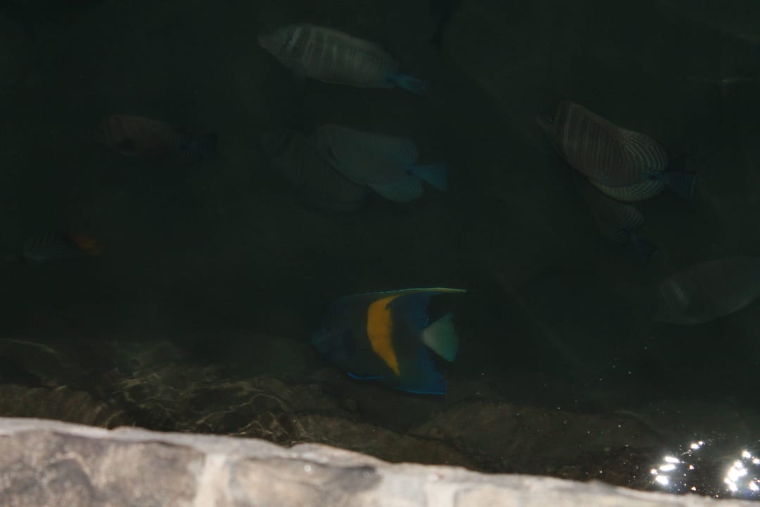 Fische im Kanal Pickalbatros Dana Beach Resort - Hurghada