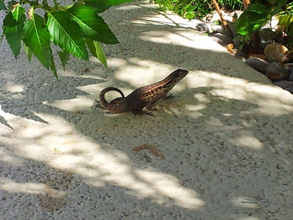 Ein Haustier 3 Crowns Resort