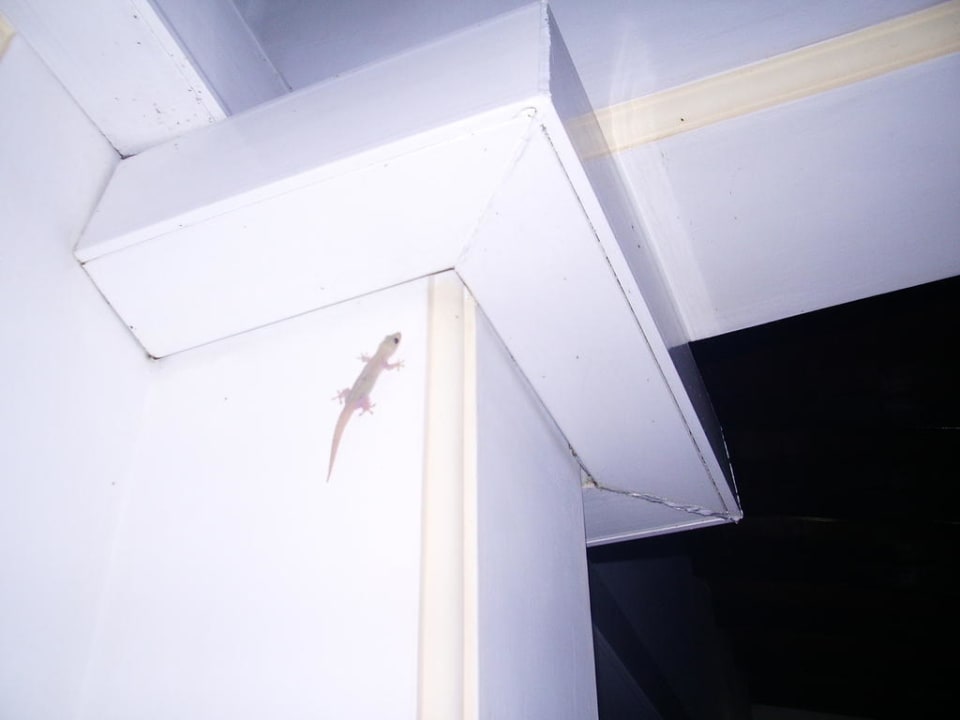 Местная живность  Hotel Garden Beach