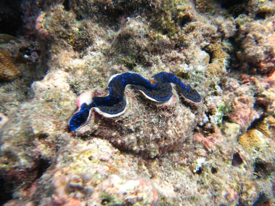 Riesenmuschel Kuramathi Maldives