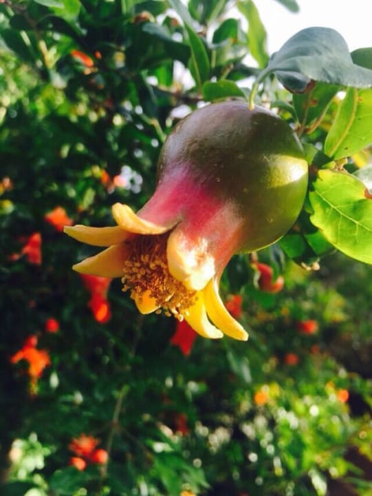 Frucht Apollonia Beach Resort & Spa