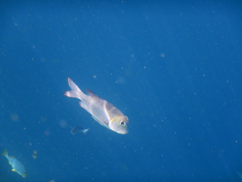 Sport & Freizeit NH Collection Maldives Reethi Resort