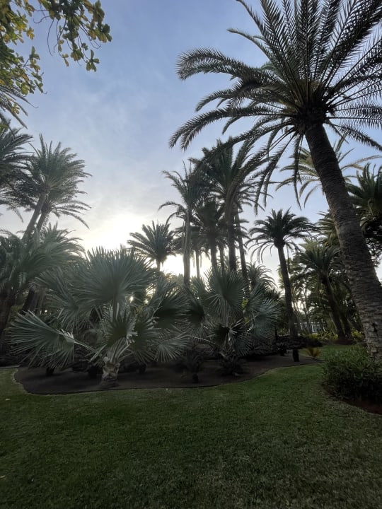 Gartenanlage Hotel Riu Palace Oasis