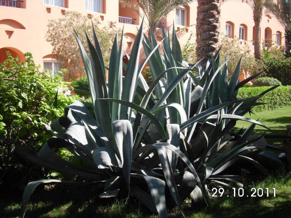 Agarve Jaz Makadi Oasis Resort