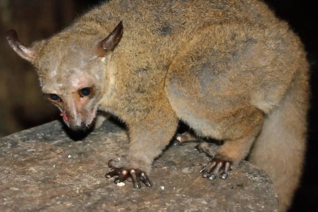 Bushbaby Shimba Hills Lodge
