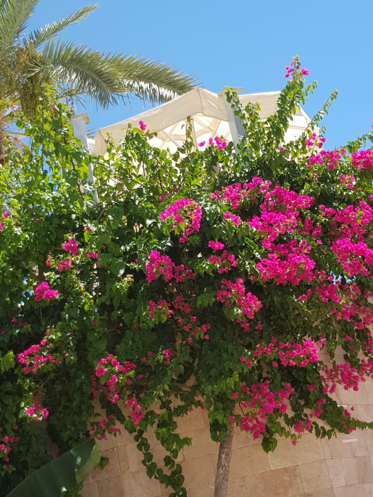 Gartenanlage Seaden Corolla Hotel