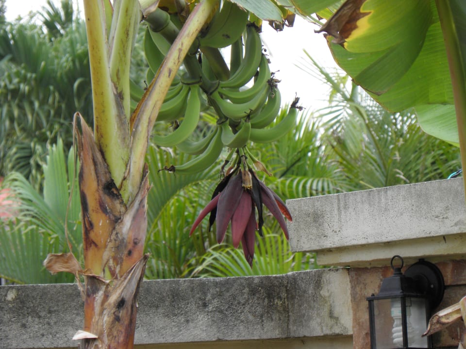 Bananen Villas Bavaro Resort & Spa