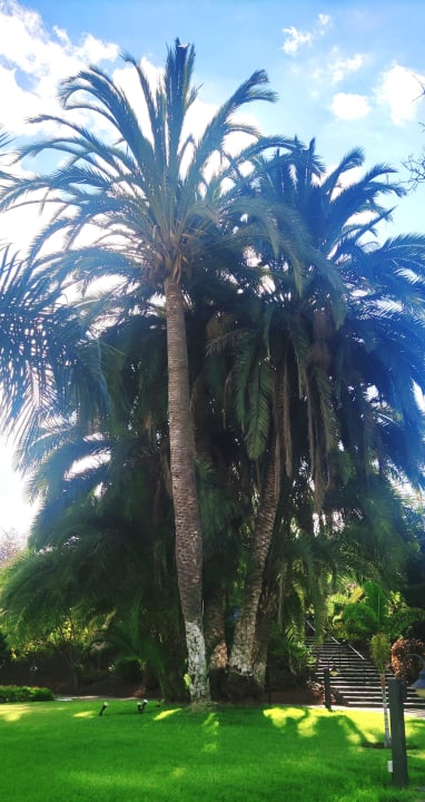 Gartenanlage TRH Taoro Garden