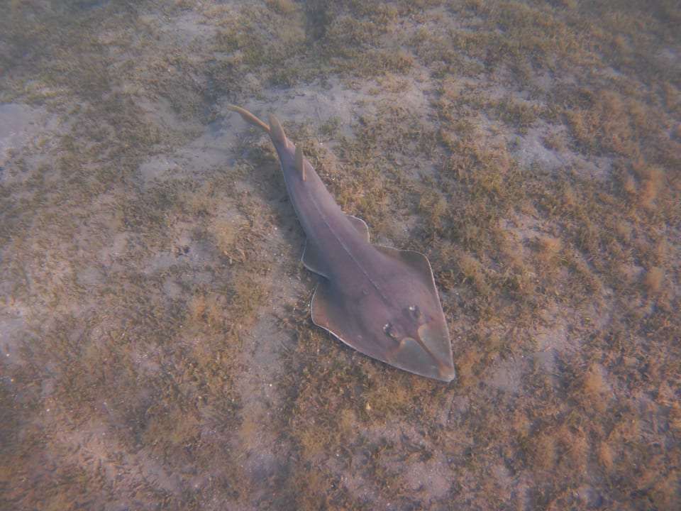 Sport & Freizeit Shams Alam Beach Resort