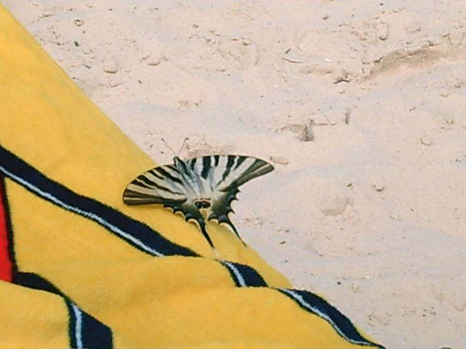 Schmetterling Novostar Royal Beach