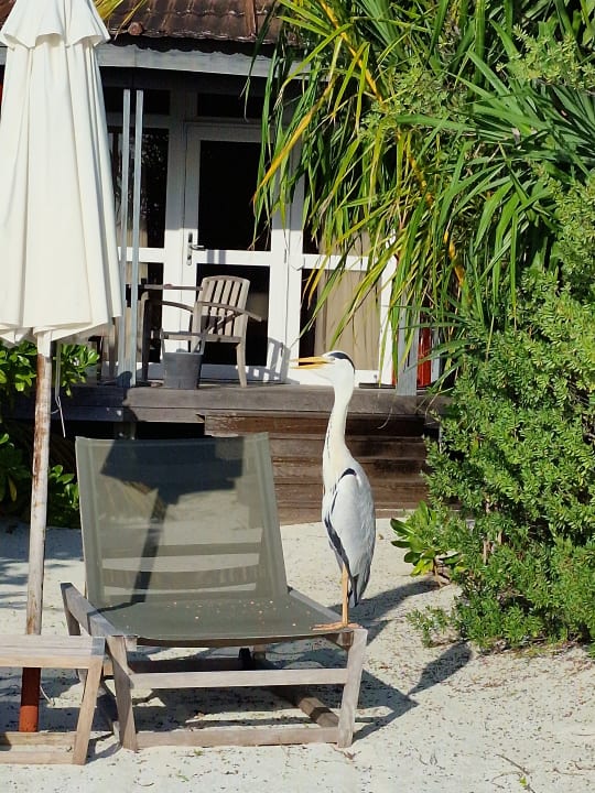 Zimmer Komandoo Island Resort & Spa - Adults only