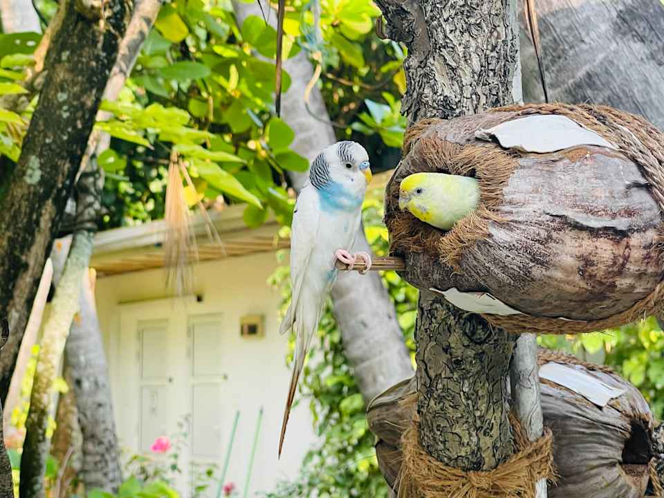 Gartenanlage Thulhagiri Island Resort