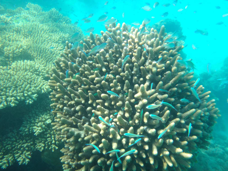 Unterwasserwelt Cinnamon Hakuraa Huraa Maldives