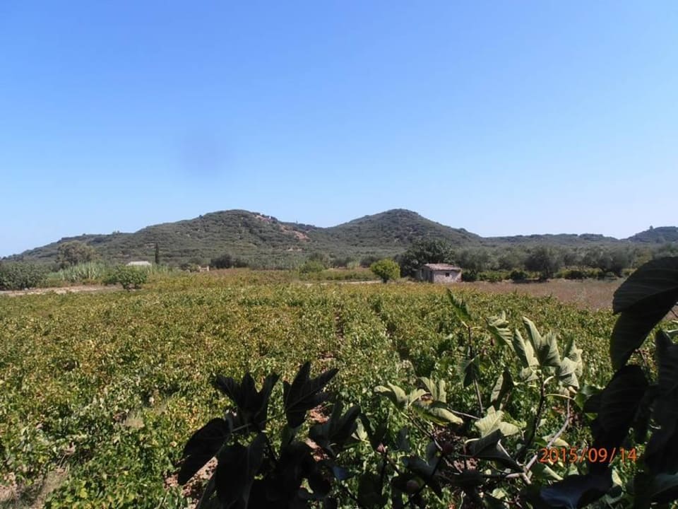 Widok  na  winorośl Hotel Zante Village