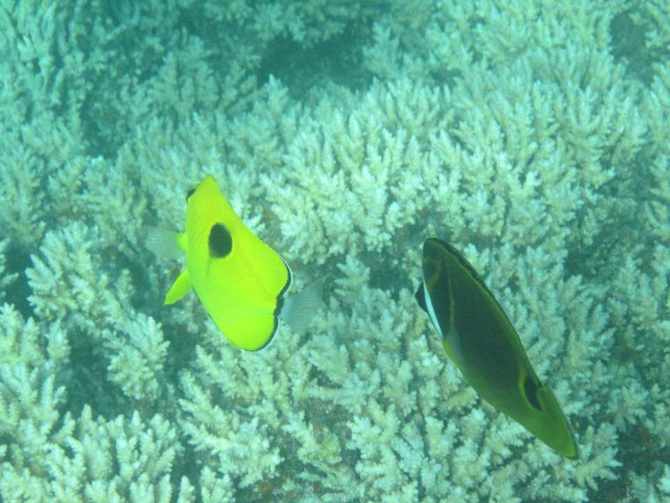 Wasserbewohner Le Peninsula Bay Beach Resort & Spa