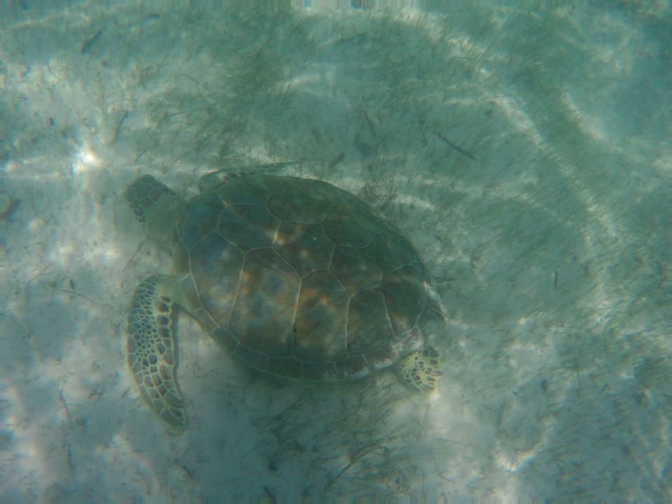 Strand Akumal Bay Beach & Wellness Resort