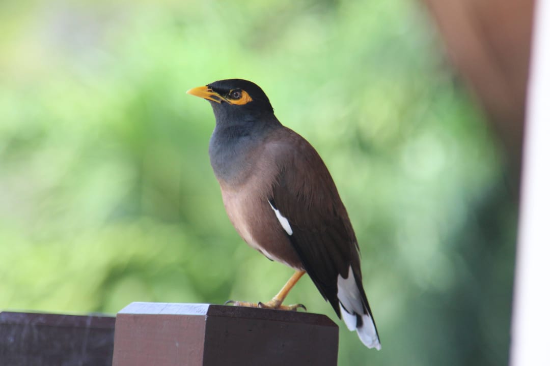 Местный солист на балконе Hotel Klong Prao Resort