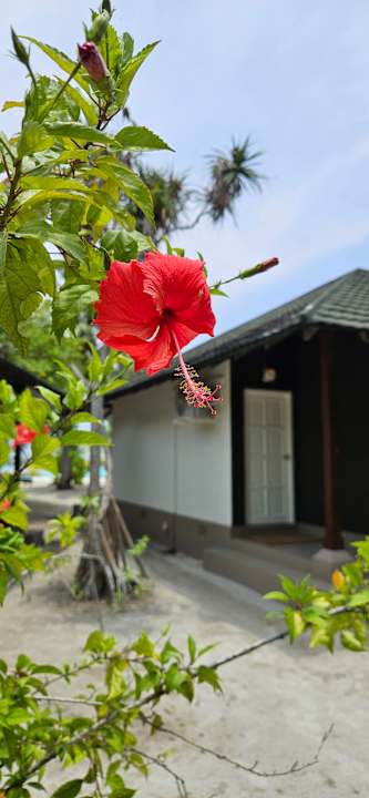 Gartenanlage Adaaran Select Meedhupparu Island Resort - Premium All Inclusive