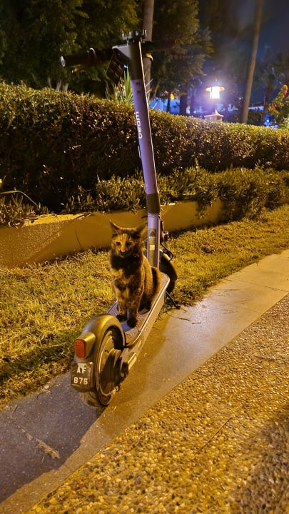 Sonstiges Side Star Elegance