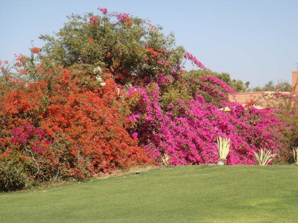 Rajvilas Jaipur Hotel The Oberoi Rajvilas