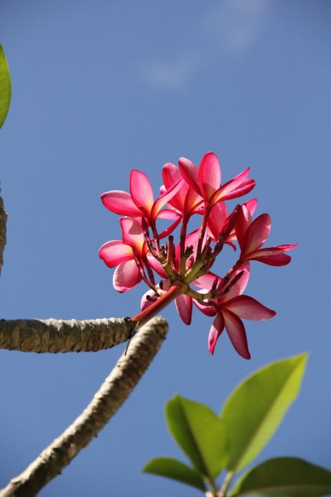 Schöne Bepflanzung The Sands Khao Lak by Katathani