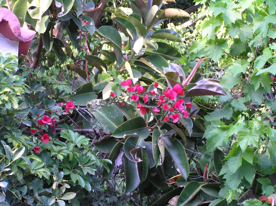 Überall wunderschöne Pflanzen Oasis Hotel & Bungalows Rhodos