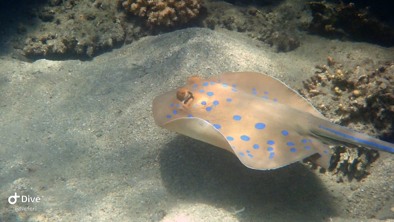 Sport & Freizeit  Shams Alam Beach Resort