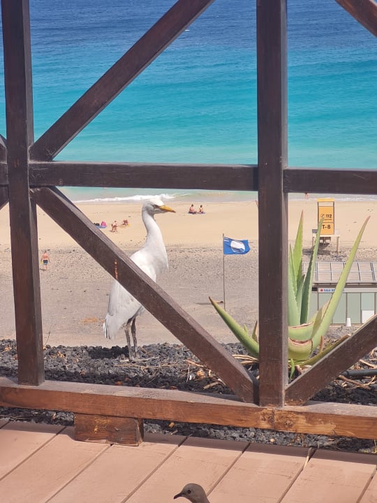 Ausblick Club Jandia Princess