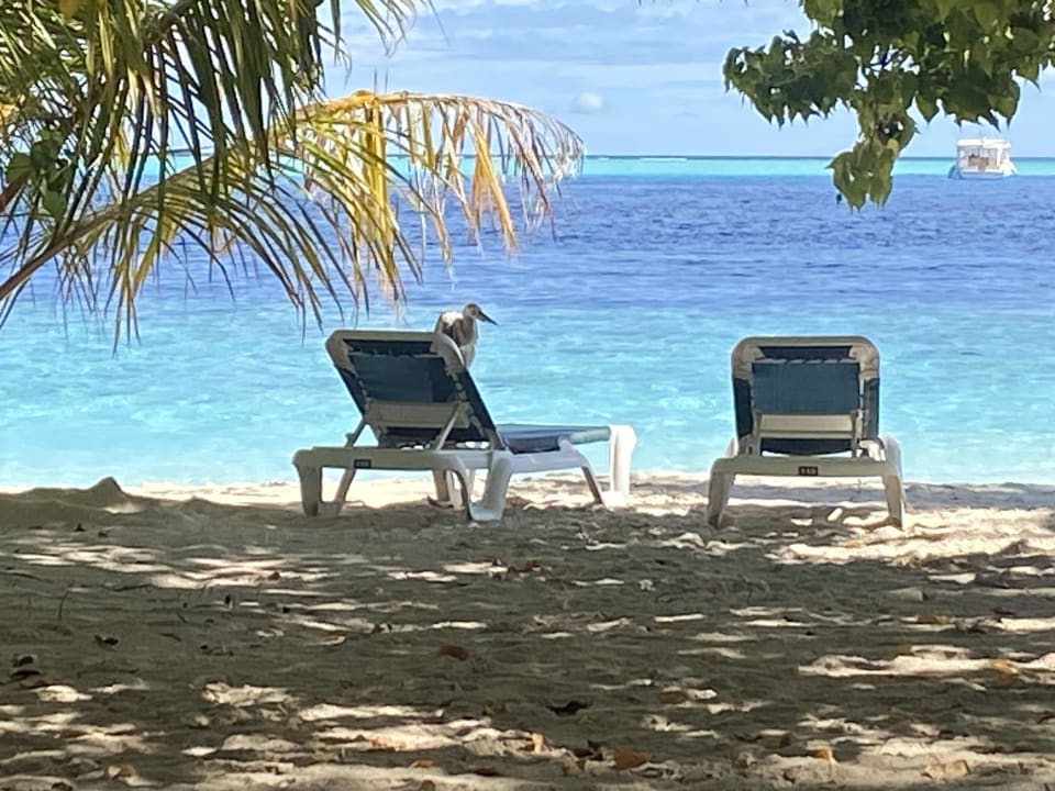 Strand Vilamendhoo Island Resort & Spa