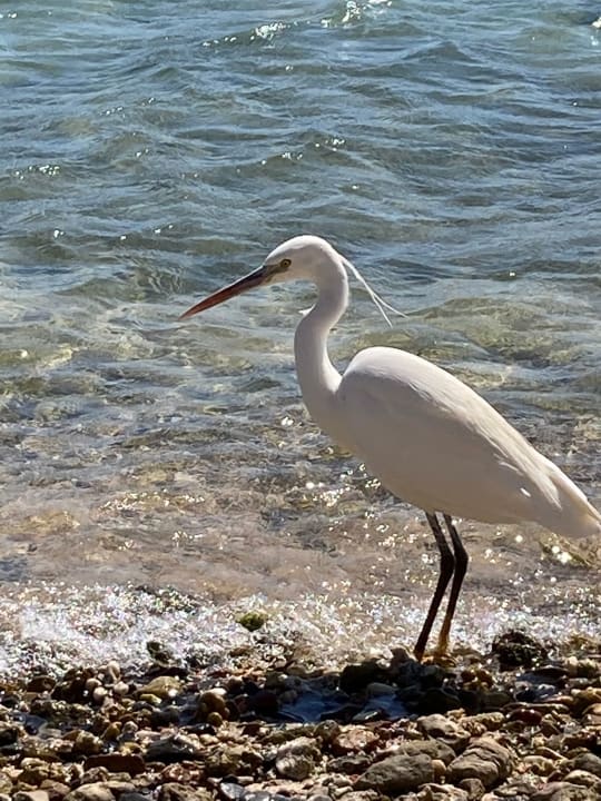 Strand Steigenberger Coraya Beach - Adults only