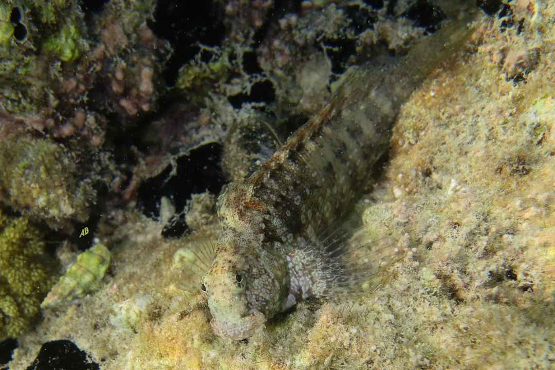 Strand Sunny Days El Palacio Resort & Spa