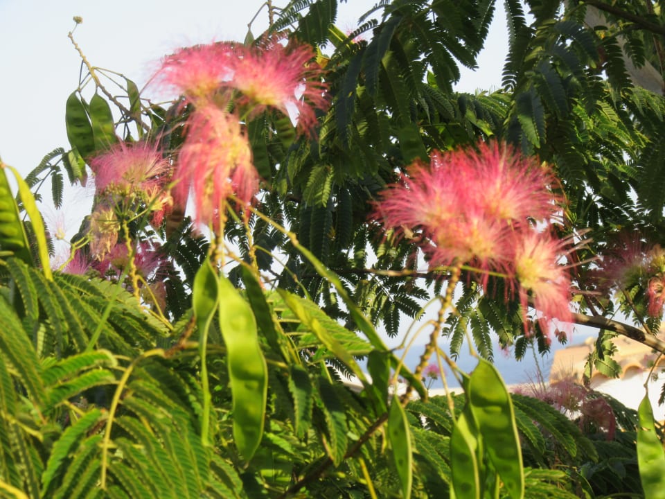 Gartenanlage Grand Blue Beach Hotel