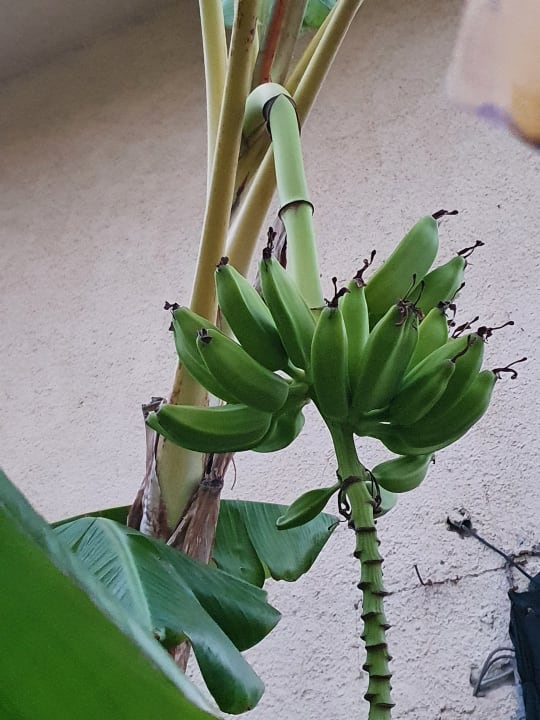 Gartenanlage Hotel Club Torre Marino