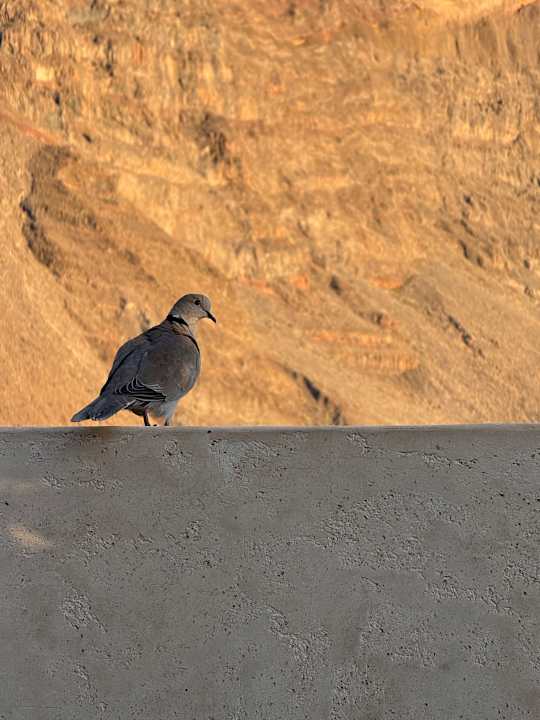 Sonstiges Hotel Jardin Tropical