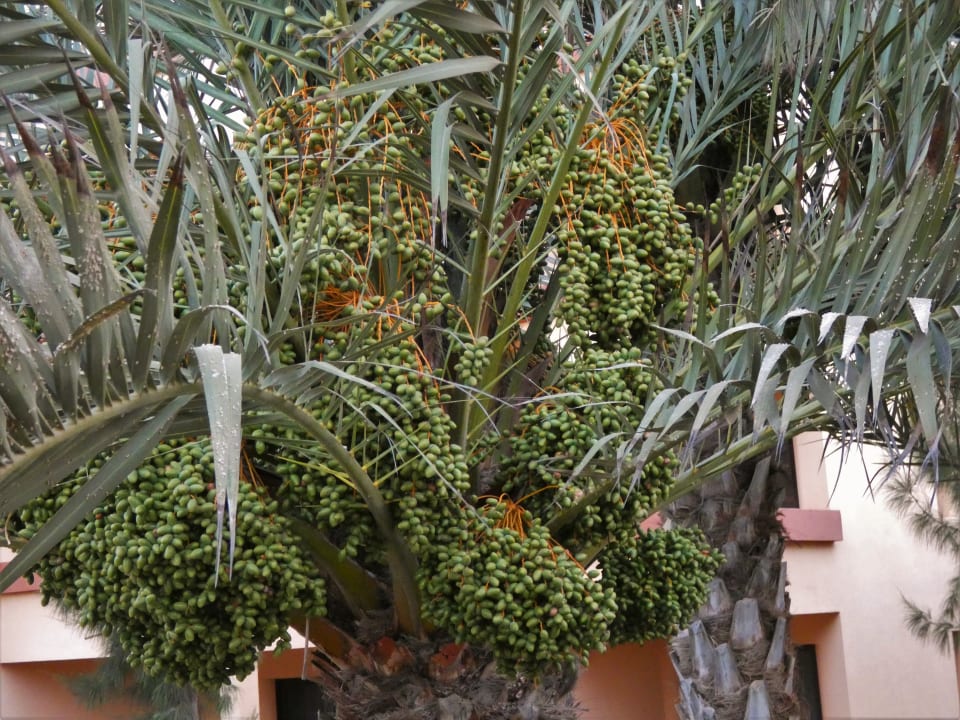 Sonstiges Bakour Fuerteventura La Pared