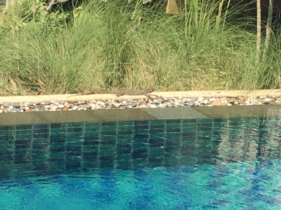 Leguane waren auch dabei Moracea by Khao Lak Resort