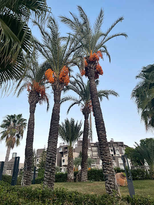 Gartenanlage PALOMA Perissia