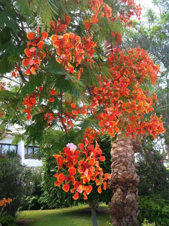Garden The Grand Hotel Hurghada
