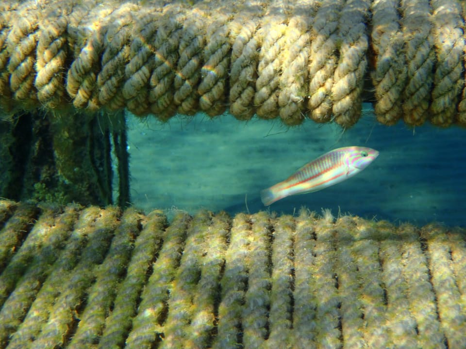 Fisch und Steg Menaville Safaga