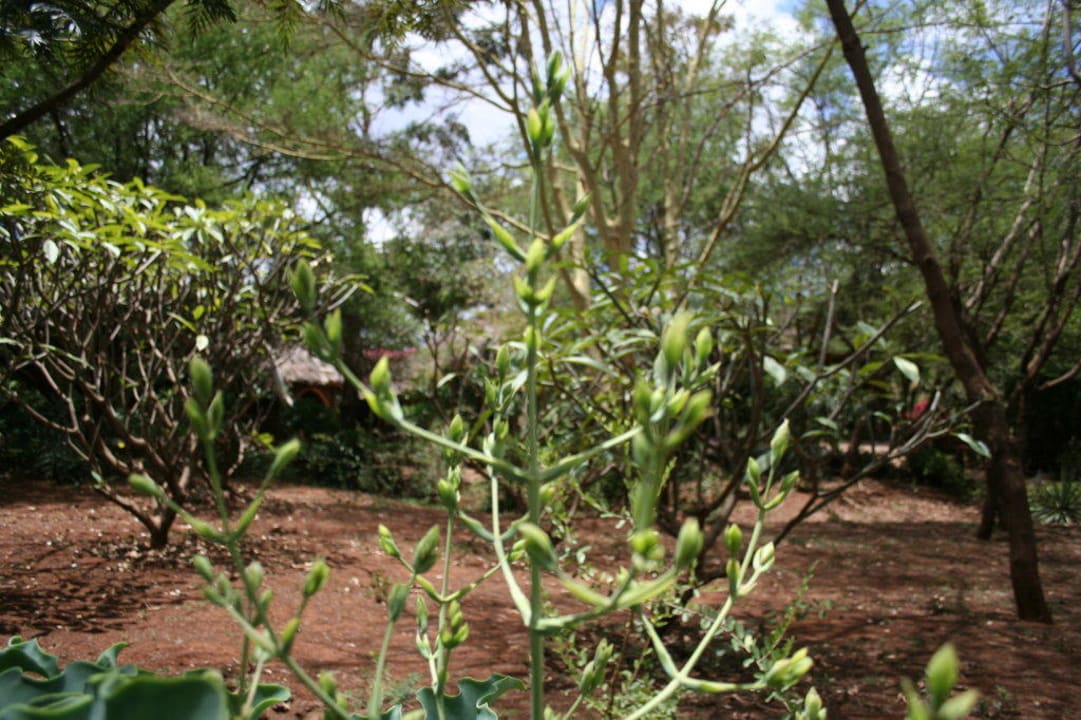 Ogród Hotel Amboseli Sopa Lodge