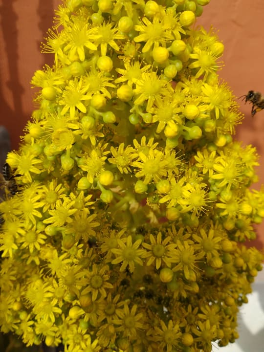 Sonstiges Appartements La Barranquera