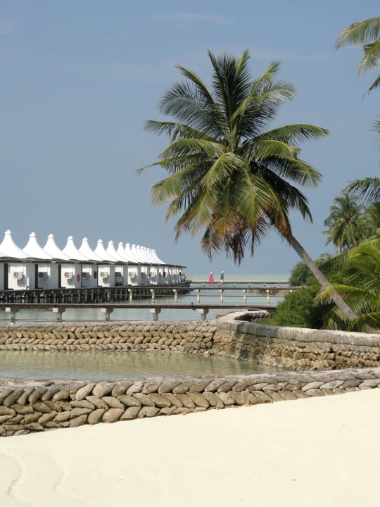 Palme an der Lagune Cinnamon Hakuraa Huraa Maldives