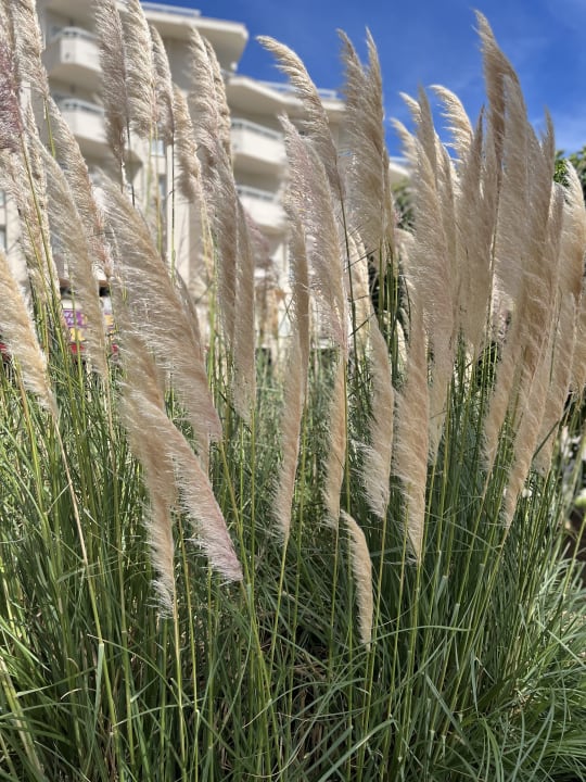 Gartenanlage Welikehotel Marfil Playa