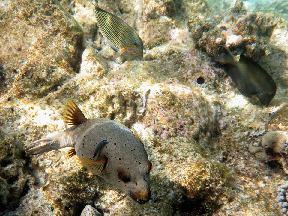 Am Hausriff Diamonds Thudufushi