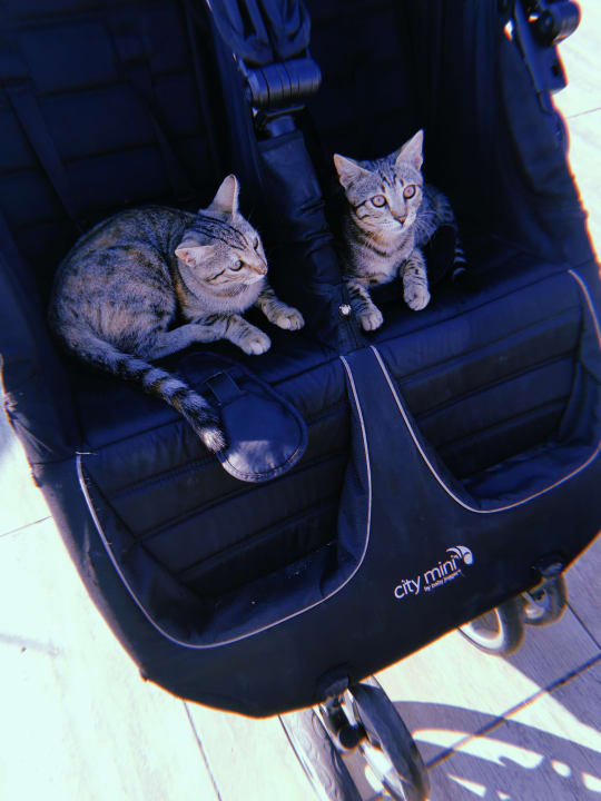 Gastro Club Resort Atlantis