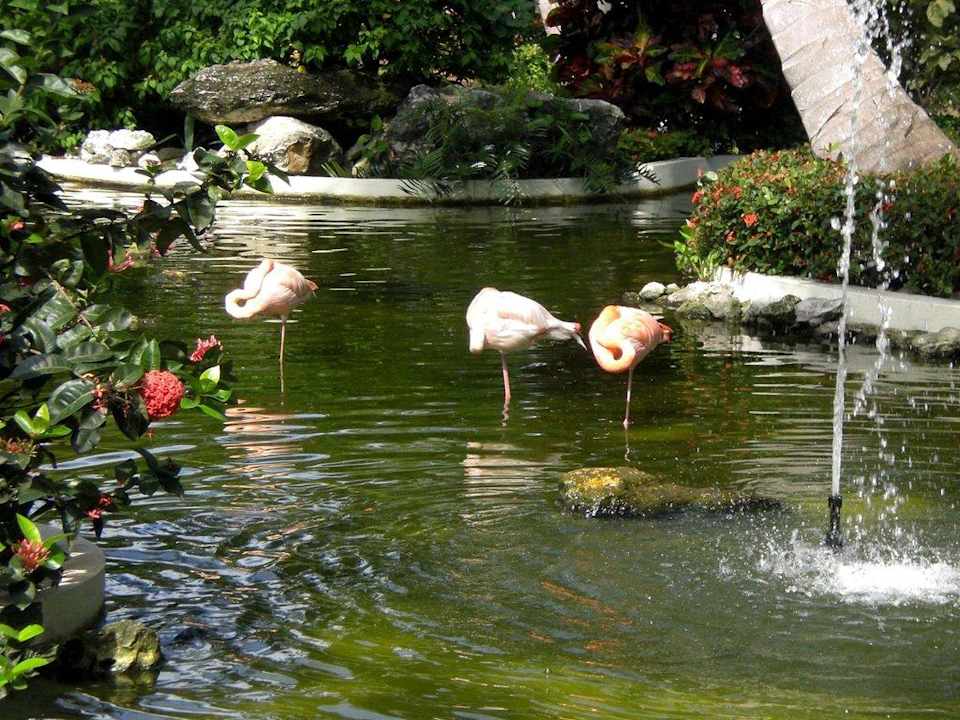 Teich vor der Lobby Grand Palladium Select Bávaro Resort & Spa